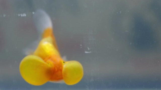 A bubble eye fish goldfish