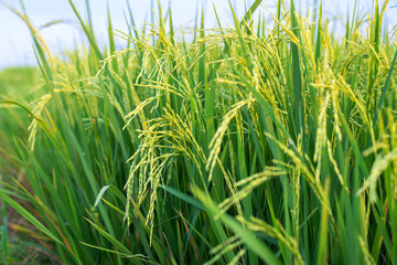 The rice fields are blooming