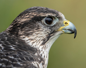 Fototapeta premium Saker Falcon III