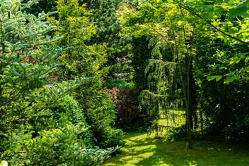 Fototapeta na wymiar Landscaped garden with evergreens. Spring landscape with boxwood bushes, Hootsman juniper, Japanese pine Glaua and western thuja. Atmosphere of peace and tranquility.
