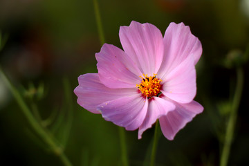 Beautiful purple Cosmos flower in the garden. Violet flowers pictures. Cosmos bipinnatus, commonly called the garden cosmos or Mexican aster.