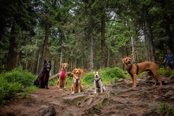 Dog Pack on a Mountain Trip