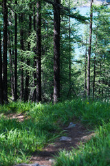 Tourist trail in coniferous forest. Hiking, summer travel on foot