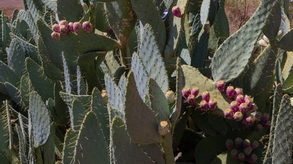 Thorny, green pricly pear plants with purple fruit in Valley of Fire State Park, Nevada