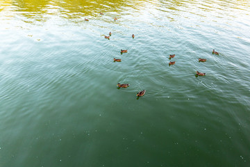 A family of wild, brown ducks-mallards, swims on the water surface of the lake, going to fly to the South to feed.