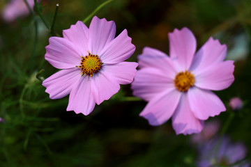 Obraz premium Beautiful purple Cosmos flower in the garden. Violet flowers pictures. Cosmos bipinnatus, commonly called the garden cosmos or Mexican aster.