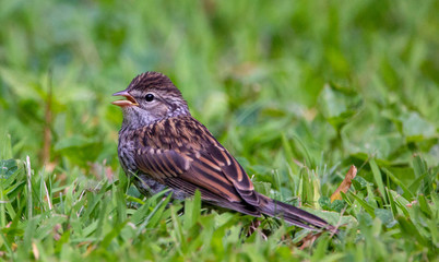 Chipping sparrow