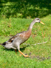 Indian runner duck or domestic duck (Anas platyrhynchos domesticus) walking on grass