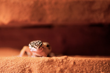 Eublepharis macularius a little lizard