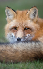 Fototapeta premium Red fox
