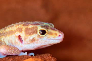 Eublepharis macularius a little lizard