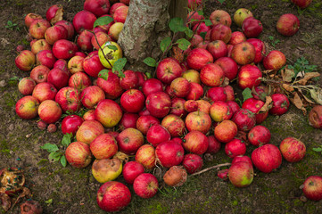 apples at base of tree