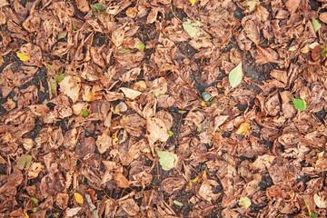 Many dry falling brown and yellow leaves on the ground.