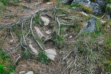 Dry roots of trees in coniferous forest