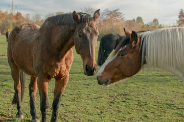 Obraz premium Pferde Kuss