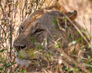 lion in serengeti