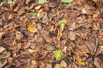 Many dry falling brown and yellow leaves on the ground.