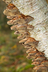 Turkey tail mushrooms growing on the rotting stem of a dead birch tree
