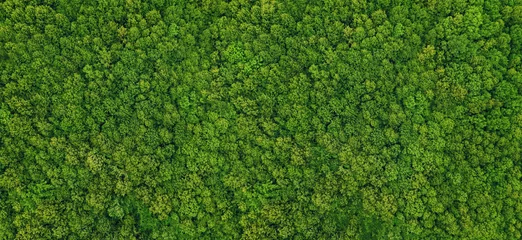 Selbstklebende Fototapete Grün Waldblick von oben