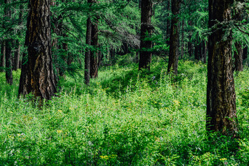 Fototapeta na wymiar Pine forest on summer day. Hiking in taiga