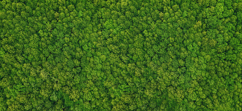 forest view from above