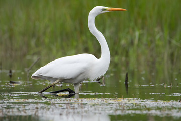 Great white Heron walks on the water. They're looking for a fish. A life-size portrait of a bird. Heron hunting.