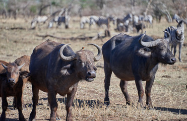 buffalo in serengeti