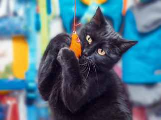 black yellow-eyed cat plays with an orange toy mouse