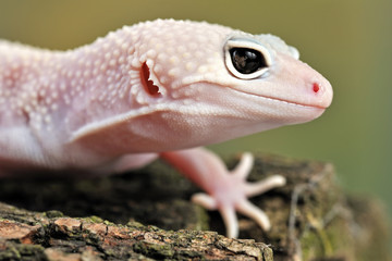 Eublepharis macularius a little lizard