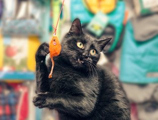 black yellow-eyed cat plays with an orange toy mouse