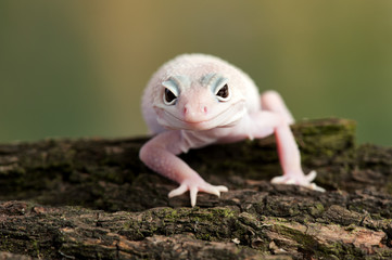 Eublepharis macularius a little lizard