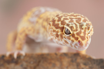 Eublepharis macularius a little lizard