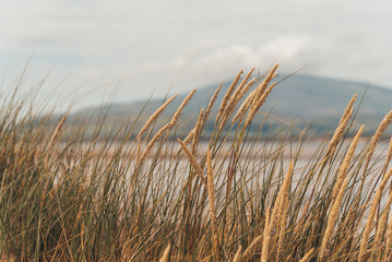 The dune grass of Sandscale Haws nature reserve gently blows in the breeze with Black Combe fell in...