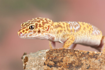 Eublepharis macularius a little lizard