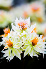 Fototapeta premium flower