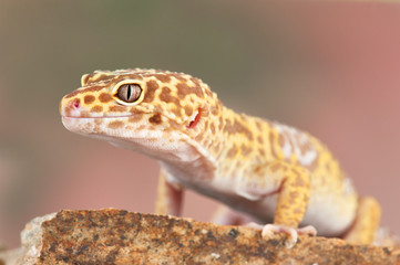 Eublepharis macularius a little lizard