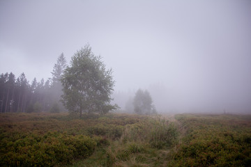 Obraz na płótnie Canvas Misty autumn in the mountains