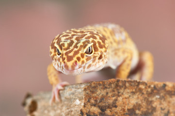 Eublepharis macularius a little lizard