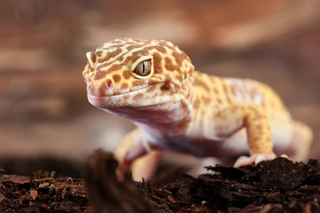 Eublepharis macularius a little lizard