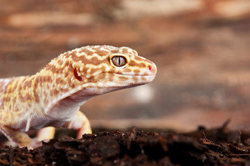 Eublepharis macularius a little lizard