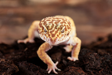 Eublepharis macularius a little lizard