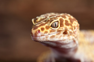 Eublepharis macularius a little lizard