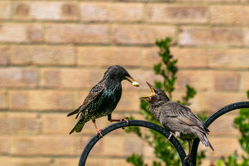 Juvenile starling perched on metal post demanding food from adult bird