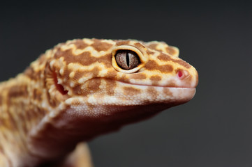 Eublepharis macularius a little lizard