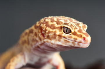 Eublepharis macularius a little lizard