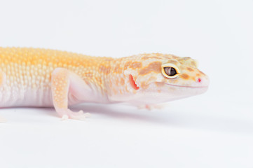 Eublepharis macularius a little lizard