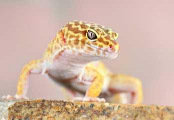 Eublepharis macularius a little lizard