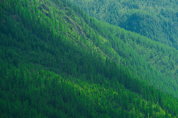 Green trees on the hill. The slope is covered with coniferous forest