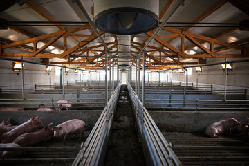 Group of pigs domestic animals at pig farm. Food production. Farm interior. © littlewolf1989