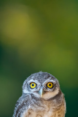Top half of Spotted Owlet isolated on blur green background